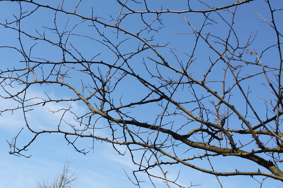 Image of Cercis siliquastrum specimen.