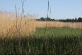 Phragmites australis. Заросли на низинном болоте. Справа - прошлогодние побеги, слева - зелёные молодые побеги на гари. Ленинградская обл., Большая Ижора. 31.05.2009.