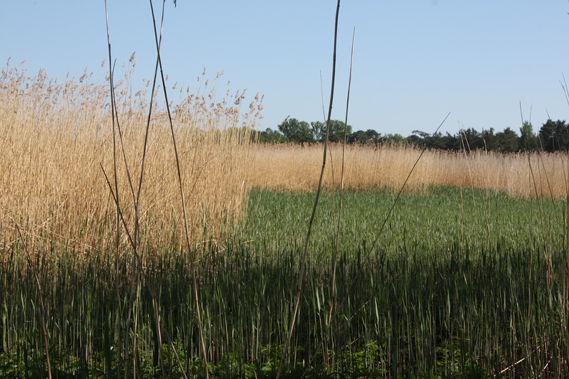 Изображение особи Phragmites australis.