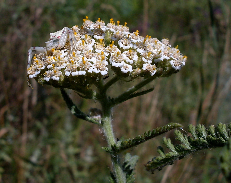 Изображение особи род Achillea.