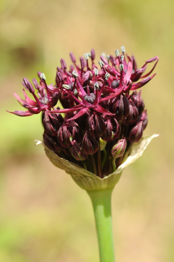 Image of Allium atropurpureum specimen.