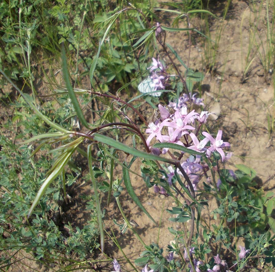 Изображение особи Cynanchum purpureum.