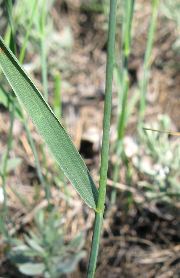 Image of Agropyron pinifolium specimen.