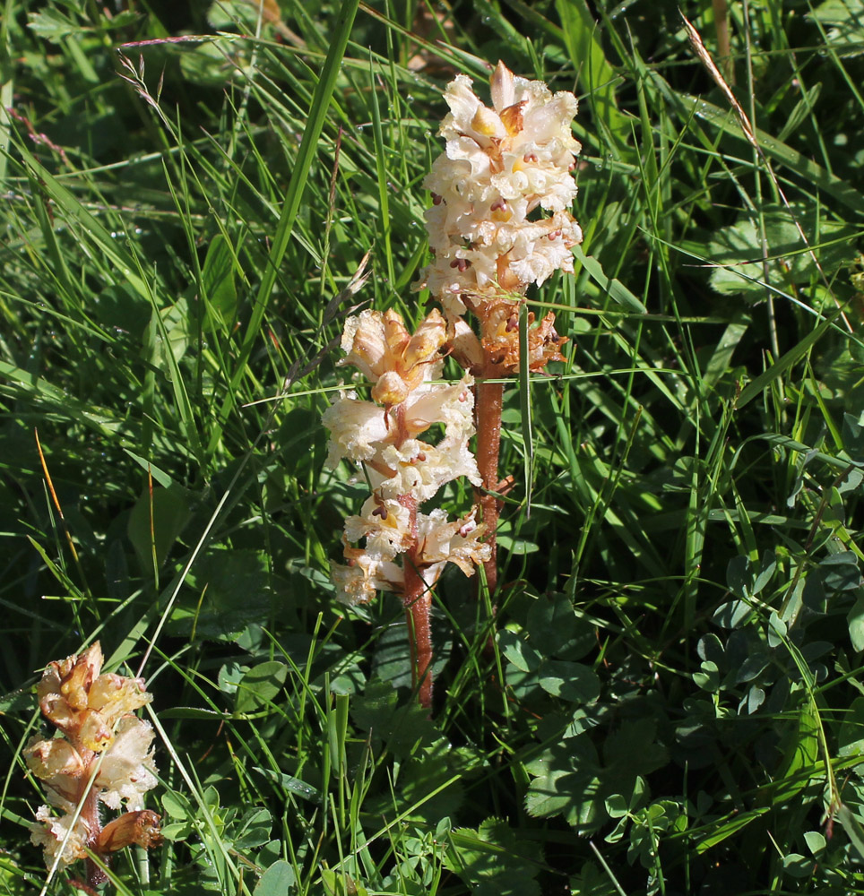 Image of genus Orobanche specimen.