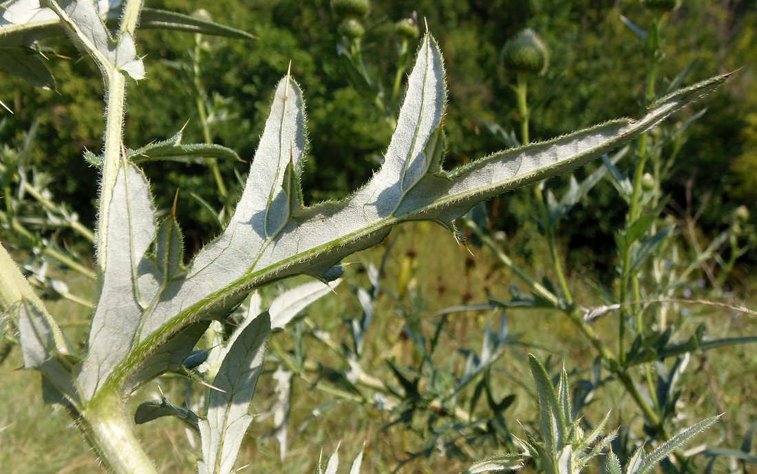 Изображение особи Cirsium ukranicum.