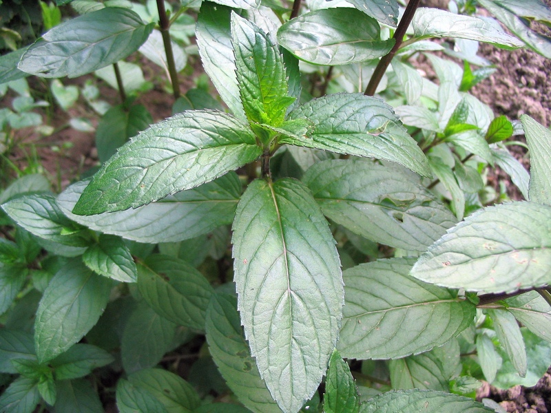Image of Mentha × piperita specimen.