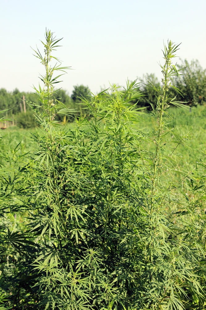 Image of Cannabis sativa var. spontanea specimen.