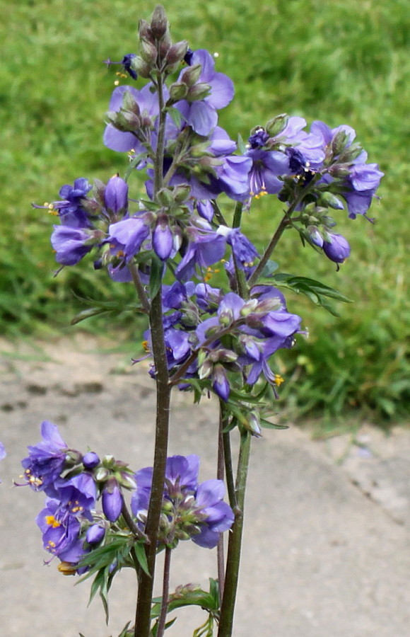 Изображение особи Polemonium caeruleum.