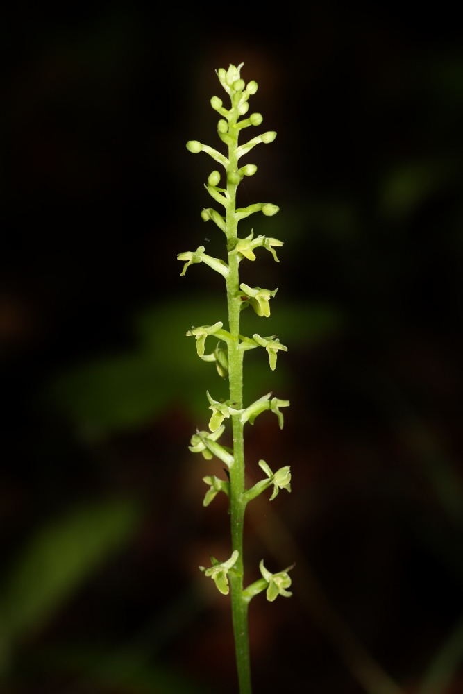 Image of Tulotis ussuriensis specimen.