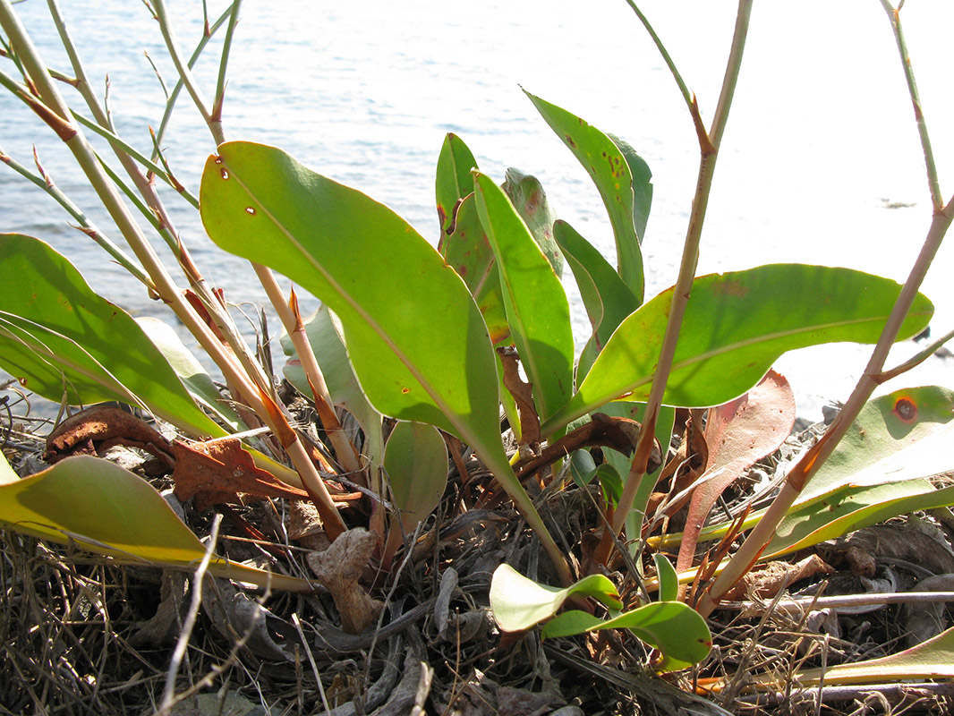 Image of Limonium scoparium specimen.