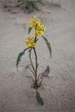 Solidago virgaurea подвид lapponica