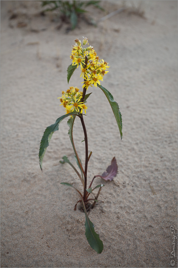 Изображение особи Solidago virgaurea ssp. lapponica.