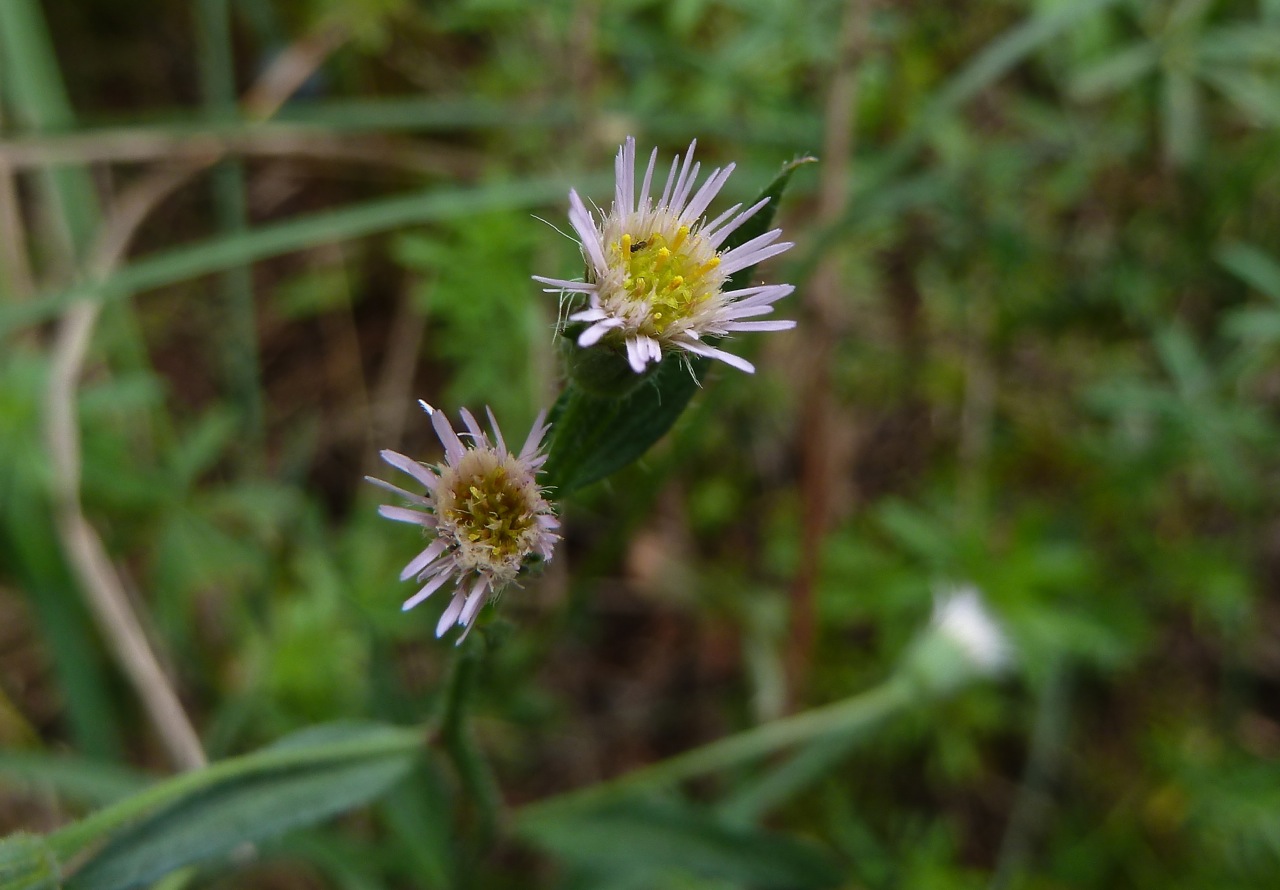 Image of Erigeron acris specimen.