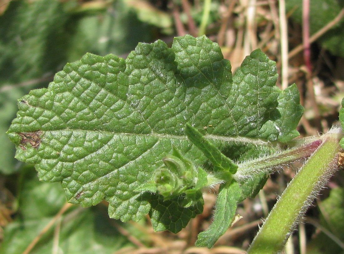 Image of Salvia verbenaca specimen.