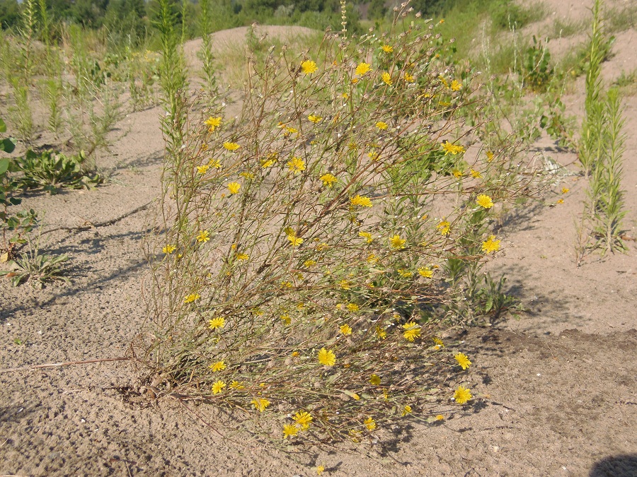 Изображение особи Crepis tectorum.