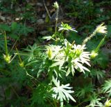 Geranium sanguineum