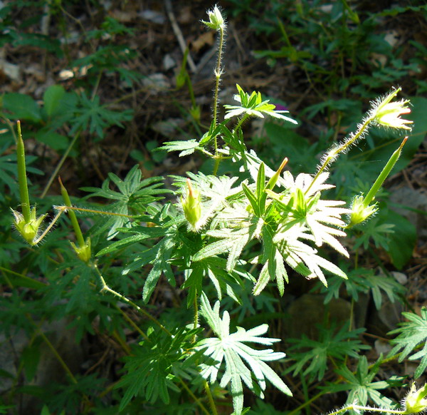 Image of Geranium sanguineum specimen.