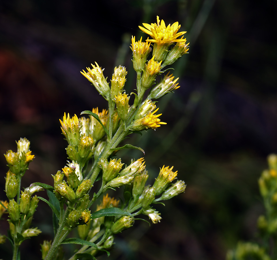 Изображение особи Solidago virgaurea.