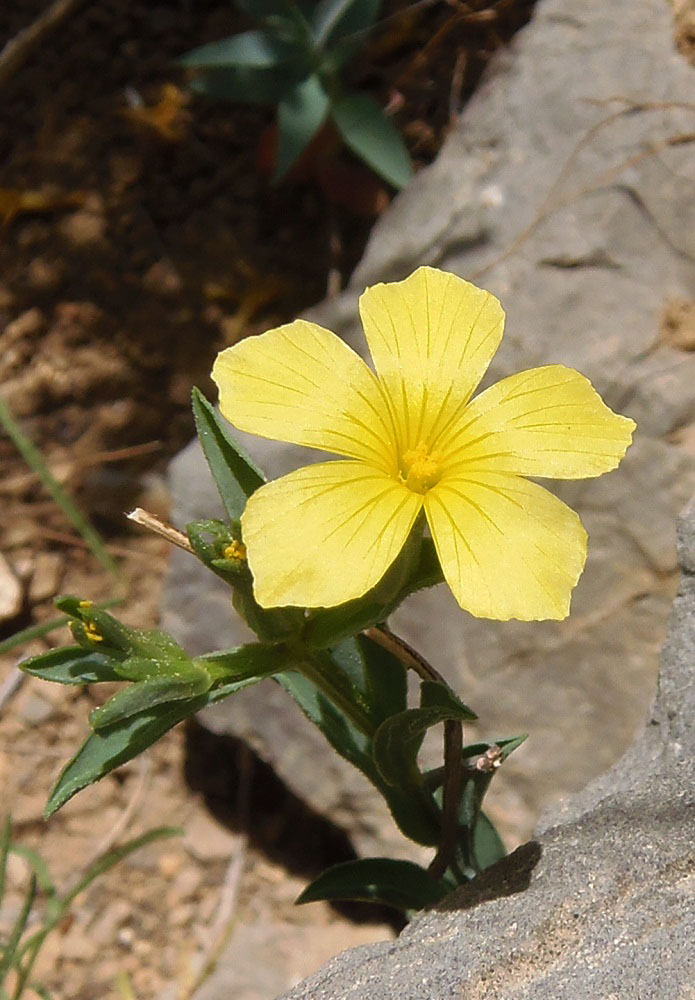 Image of Linum nodiflorum specimen.