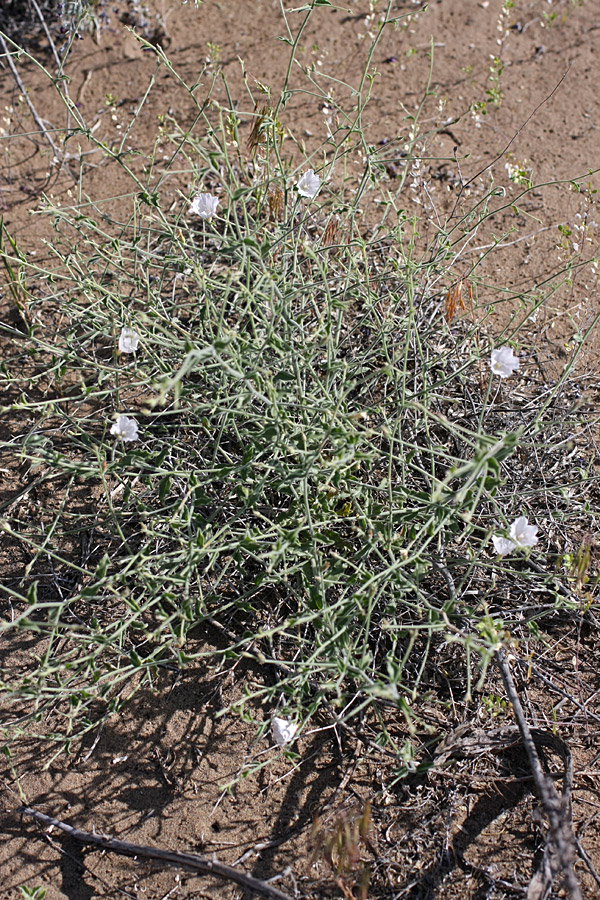 Image of Convolvulus divaricatus specimen.