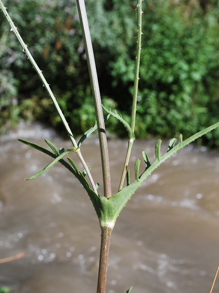 Изображение особи Dipsacus laciniatus.