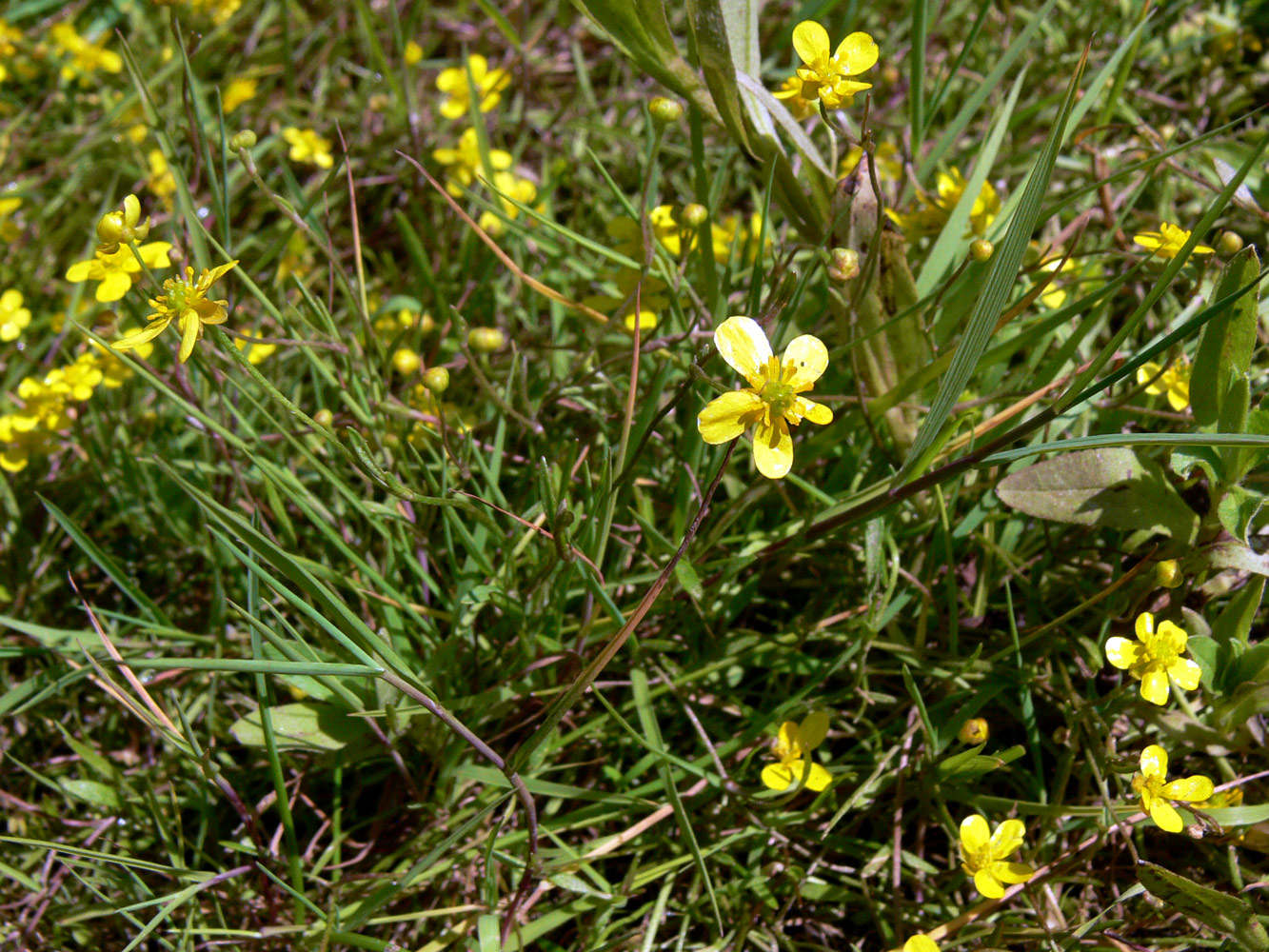 Image of Ranunculus reptans specimen.