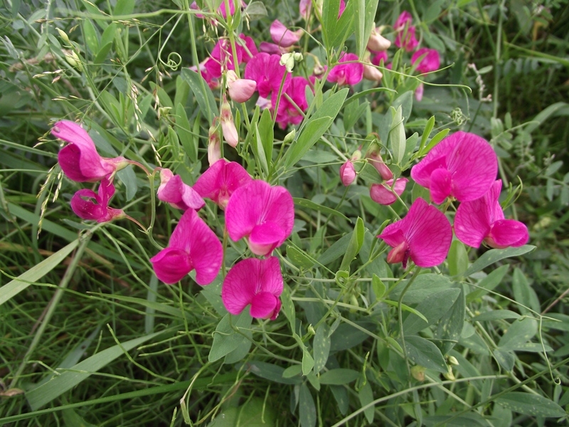 Image of Lathyrus tuberosus specimen.