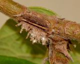 Image of taxon representative. Author is Татьяна Мальчинская