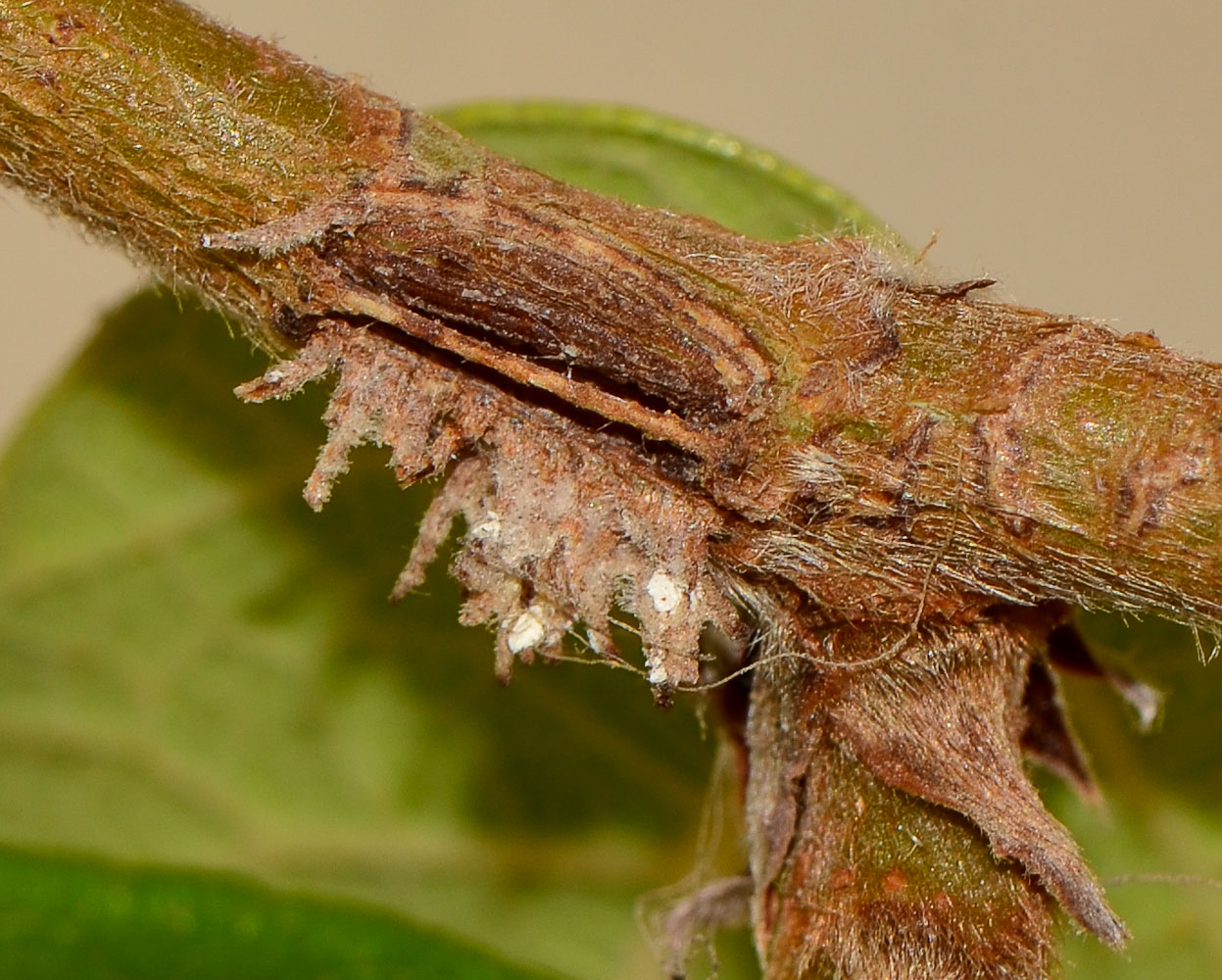 Image of Ficus pumila specimen.