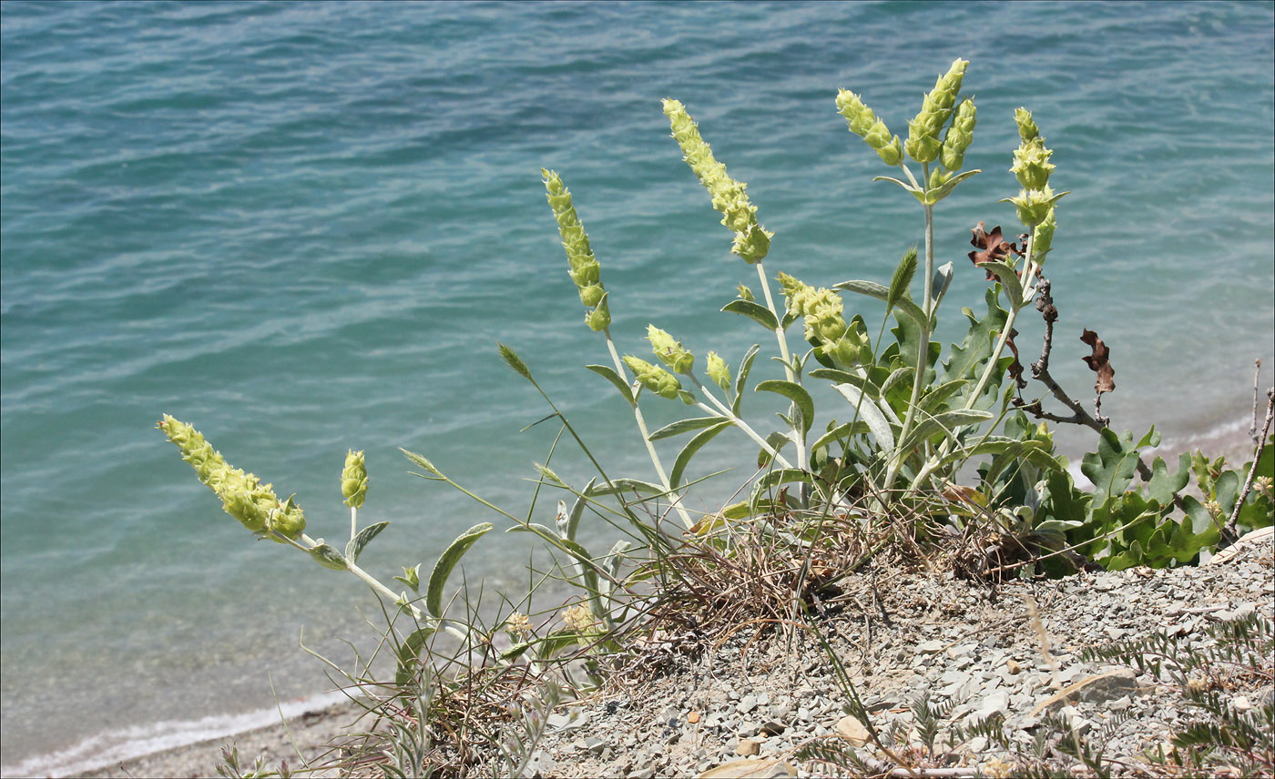 Image of Sideritis euxina specimen.