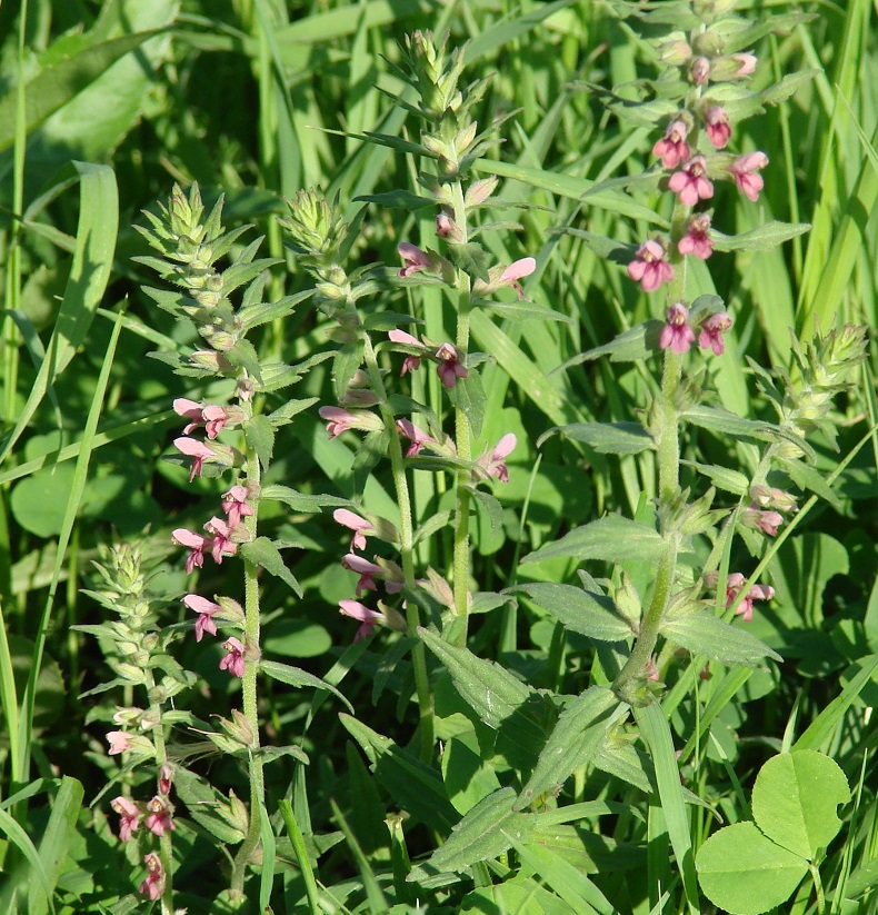 Изображение особи Odontites vulgaris.