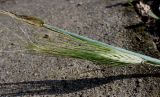 Hordeum vulgare