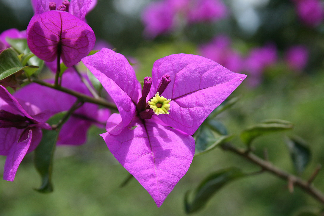 Изображение особи род Bougainvillea.