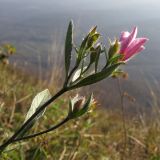 Convolvulus cantabrica. Верхушка побега с соцветием. Краснодарский край, Абинский р-н, хр. Грузинка, гора Шизе. 02.11.2013.