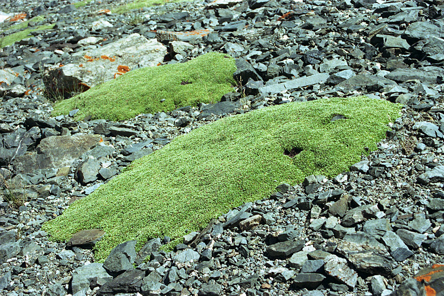 Image of Thylacospermum caespitosum specimen.