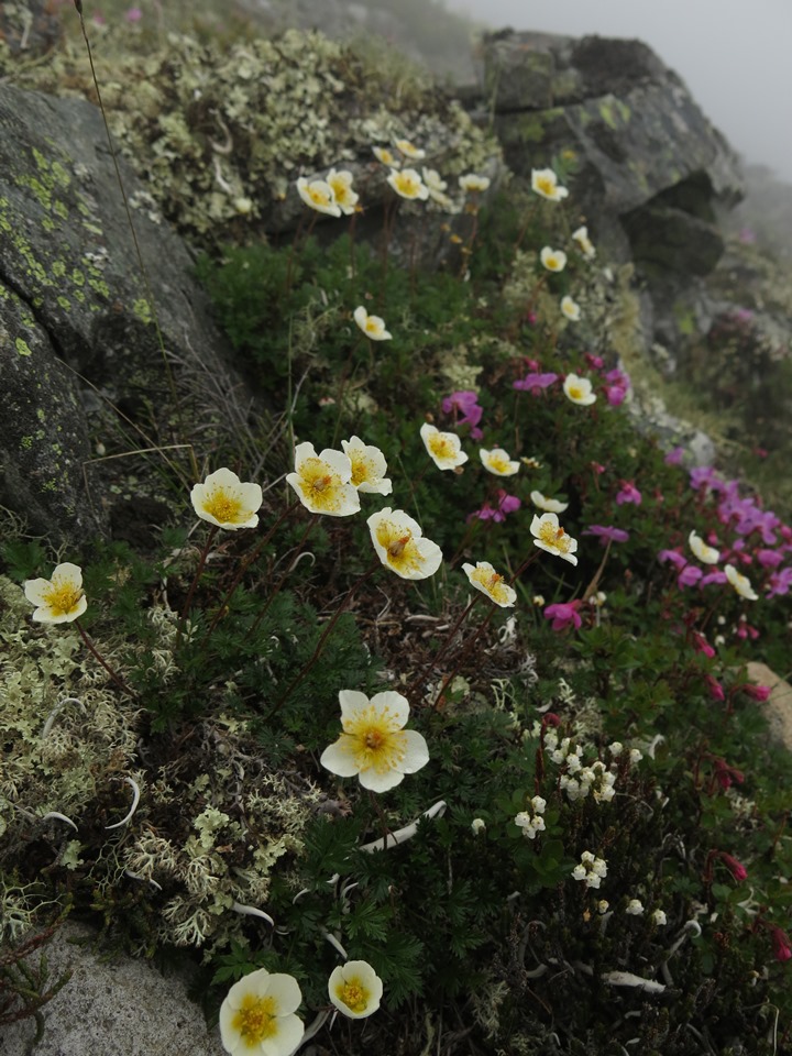 Image of Sieversia pusilla specimen.