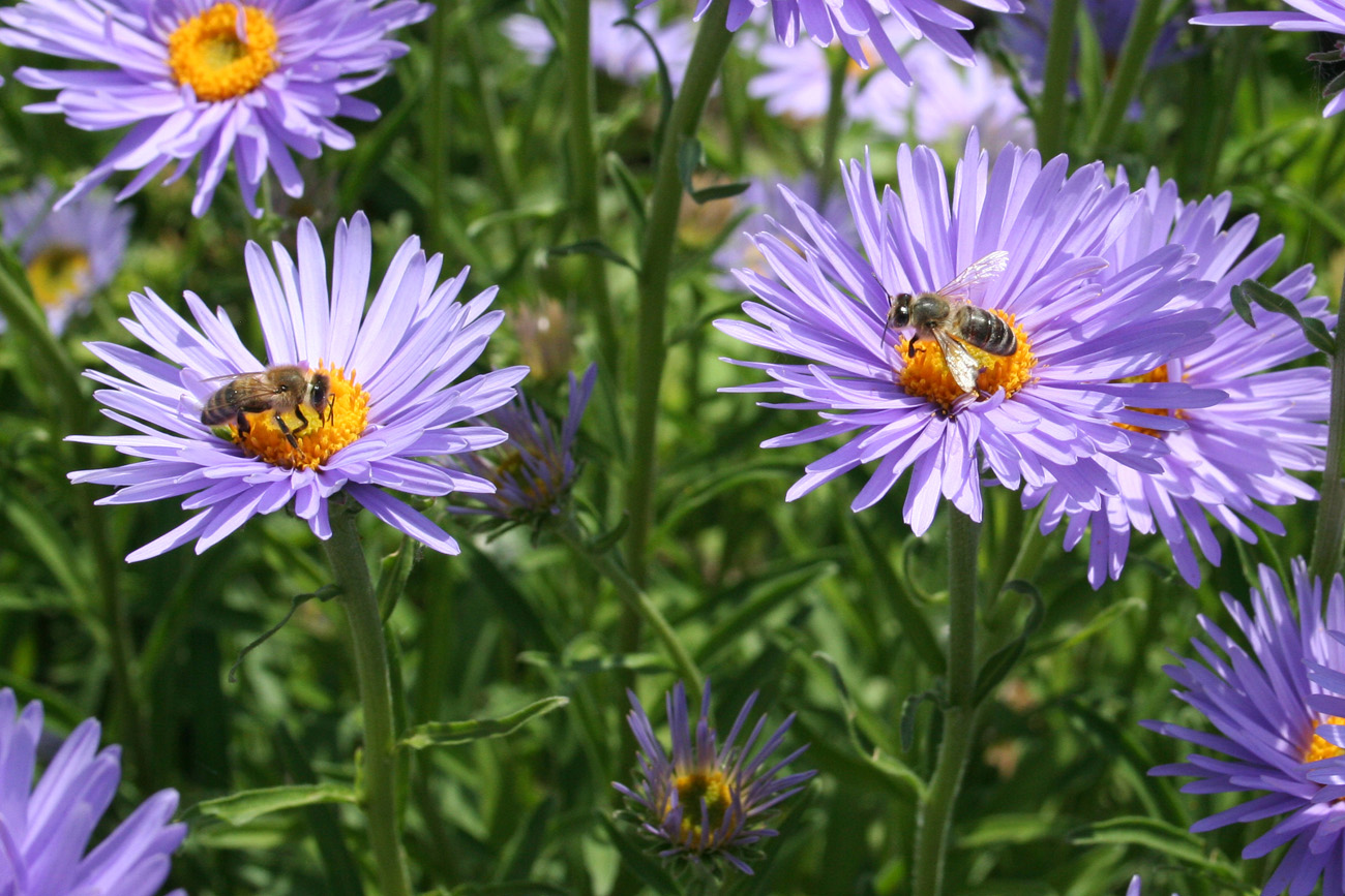 Изображение особи Aster alpinus.