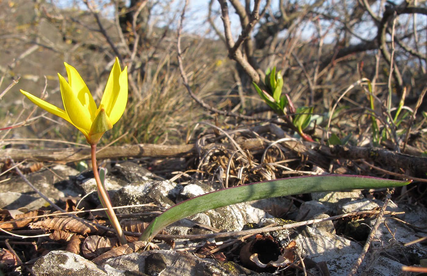 Image of Tulipa australis specimen.