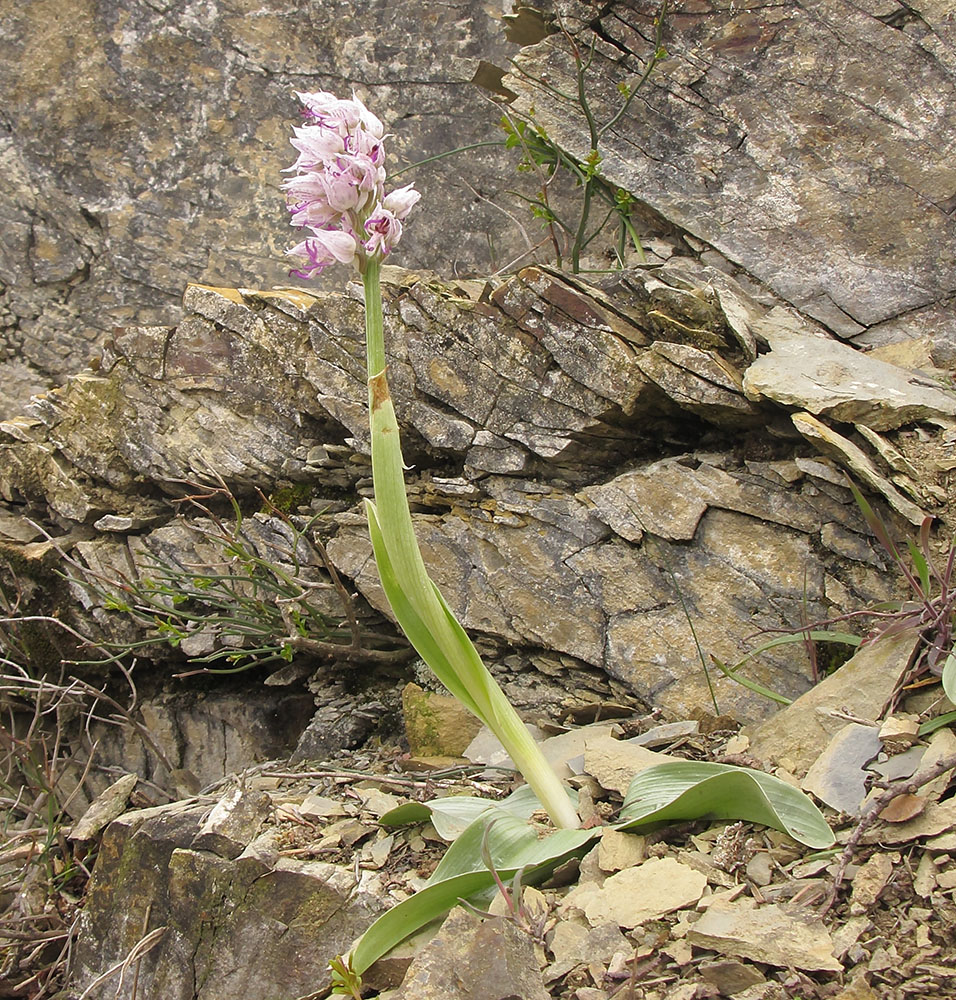 Image of Orchis simia specimen.