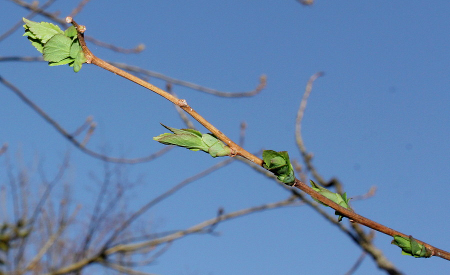 Изображение особи Neillia sinensis.