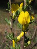 Chamaecytisus borysthenicus. Средняя часть ветвей с цветками и бутонами. Украина, г. Запорожье, о-в Хортица, песчаный участок в центральной части. 26.04.2014.