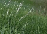 Stipa pennata. Группа зацветающих растений. Курская обл., юг Кореневского р-на, ур. Карякин яр, остепненный склон. 03.05.2014.