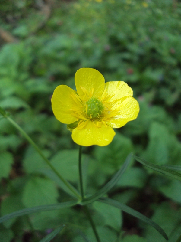 Image of Ranunculus auricomus specimen.