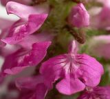 Pedicularis spicata