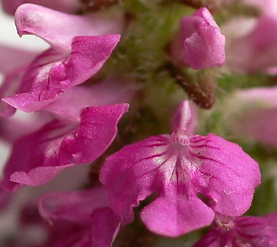 Изображение особи Pedicularis spicata.