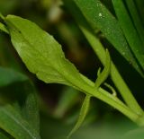 Ochthodium aegyptiacum