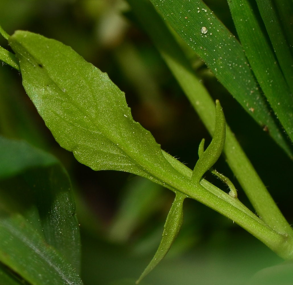 Изображение особи Ochthodium aegyptiacum.