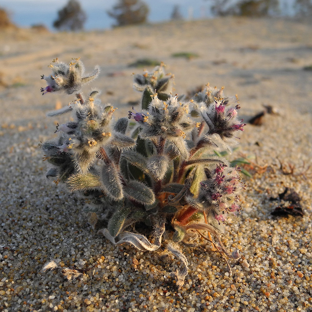 Изображение особи Craniospermum subvillosum.