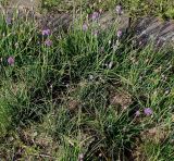 Allium schoenoprasum. Цветущие растения. Германия, г. Дюссельдорф, Ботанический сад университета. 04.05.2014.
