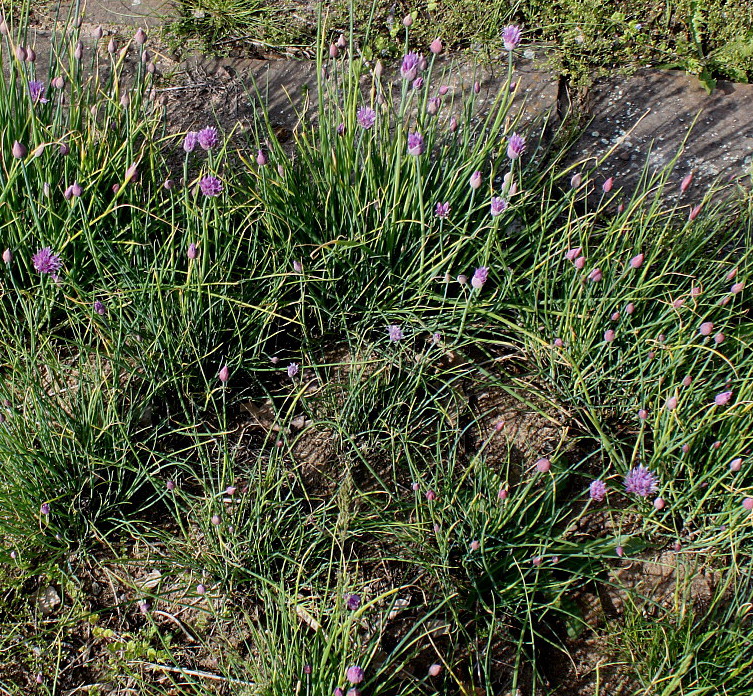 Image of Allium schoenoprasum specimen.